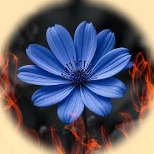 images 105681125432363